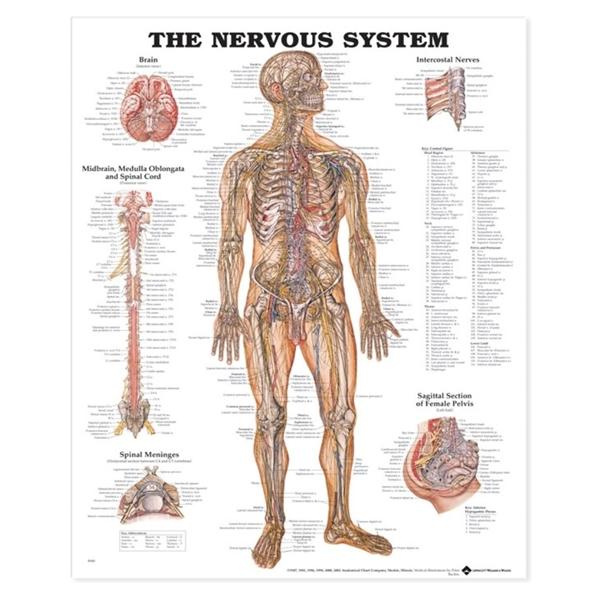 Chart Anatomical The Nervous System 20x26\